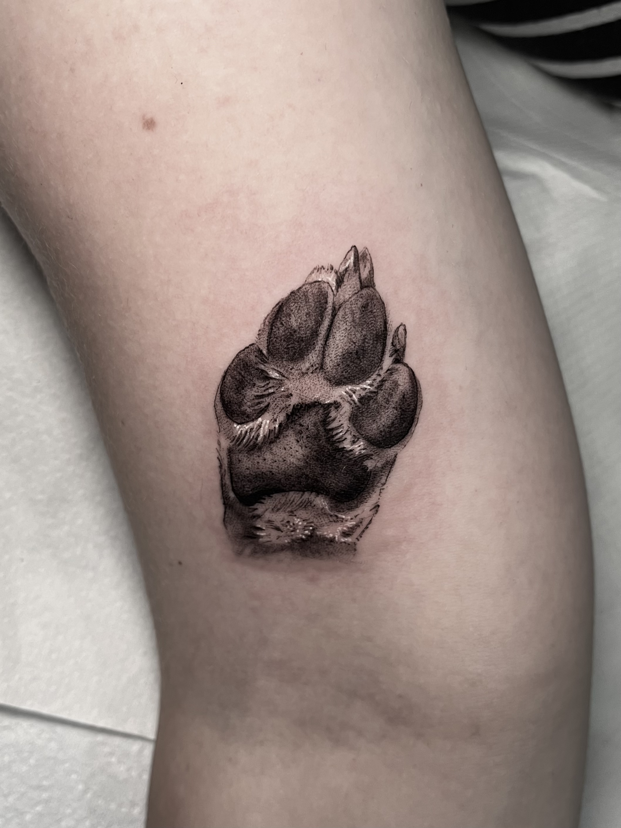 Microrealismo animal portrait